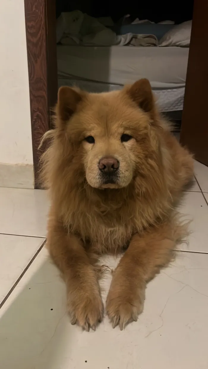 Cachorro raça Chow Chow idade 6 ou mais anos nome Bento 