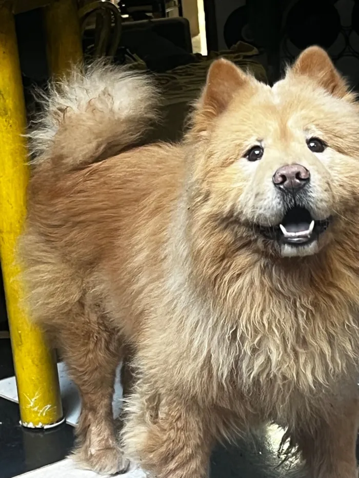 Cachorro raça Chow Chow idade 6 ou mais anos nome Bento 