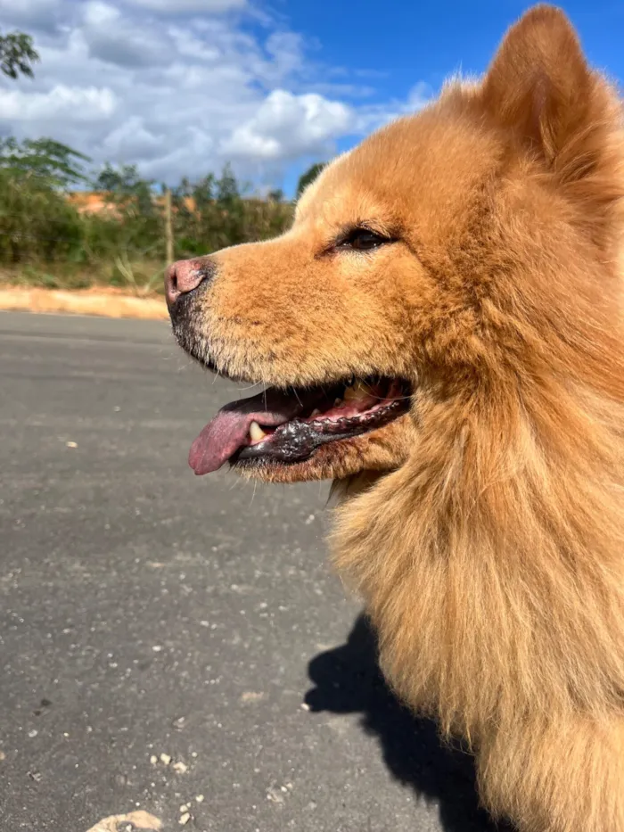 Cachorro raça Chow Chow idade 6 ou mais anos nome Bento 