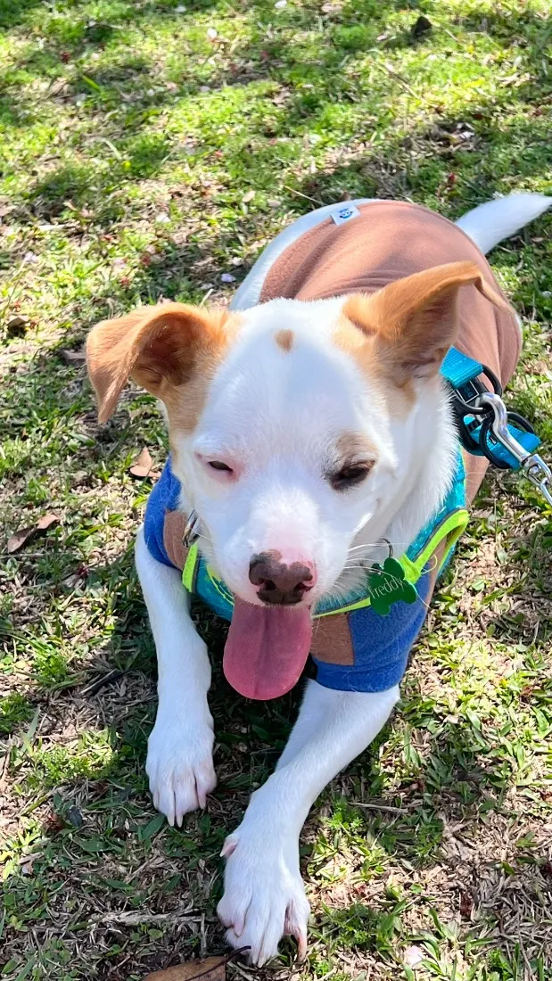 Cachorro raça SRD-ViraLata idade 6 ou mais anos nome Freddy
