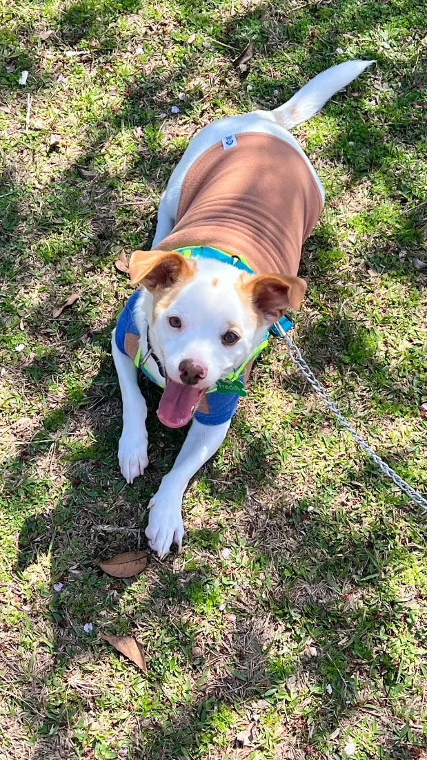 Cachorro raça SRD-ViraLata idade 6 ou mais anos nome Freddy