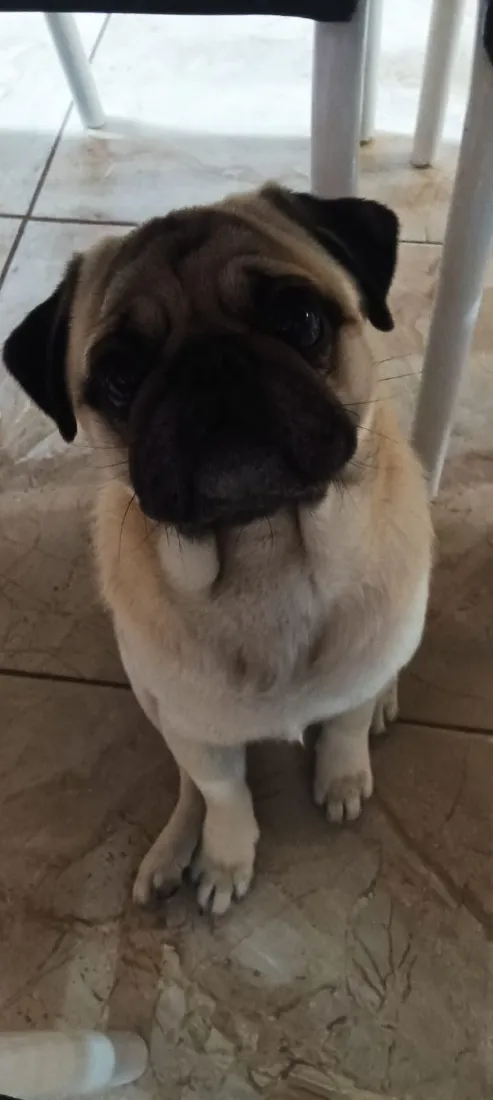 Cachorro raça SRD-ViraLata idade 3 anos nome Toddy