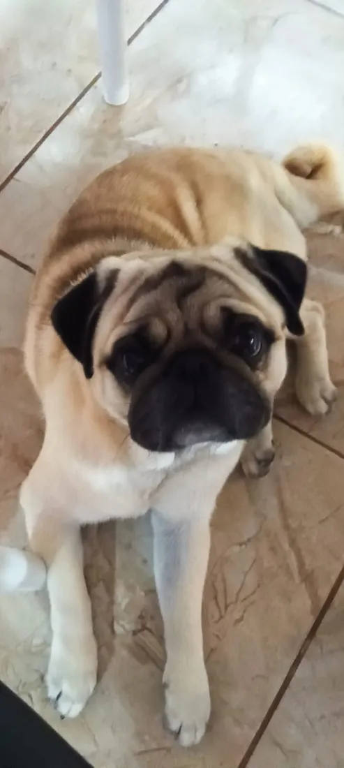 Cachorro raça SRD-ViraLata idade 3 anos nome Toddy
