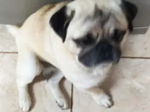 Cachorro raça SRD-ViraLata idade 3 anos nome Toddy