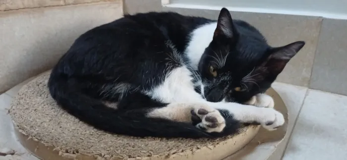 Gato raça SRD-ViraLata idade 7 a 11 meses nome Chico