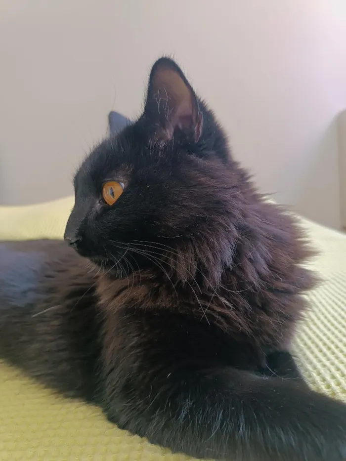 Gato raça SRD-ViraLata idade 3 anos nome Stive