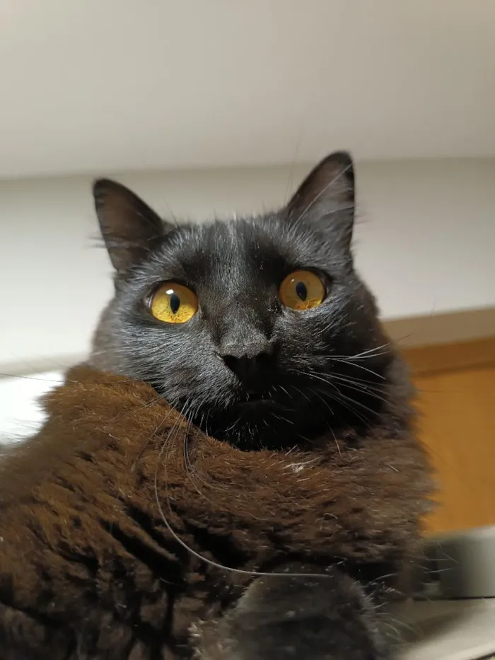 Gato raça SRD-ViraLata idade 3 anos nome Stive