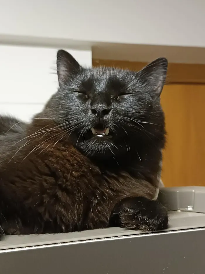 Gato raça SRD-ViraLata idade 3 anos nome Stive