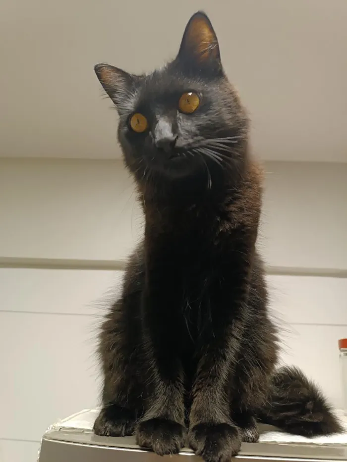 Gato raça SRD-ViraLata idade 3 anos nome Stive