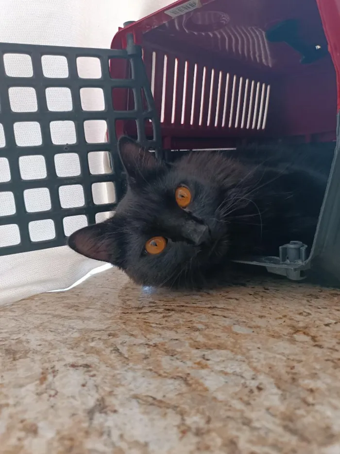 Gato raça SRD-ViraLata idade 3 anos nome Stive