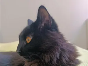 Gato raça SRD-ViraLata idade 3 anos nome Stive