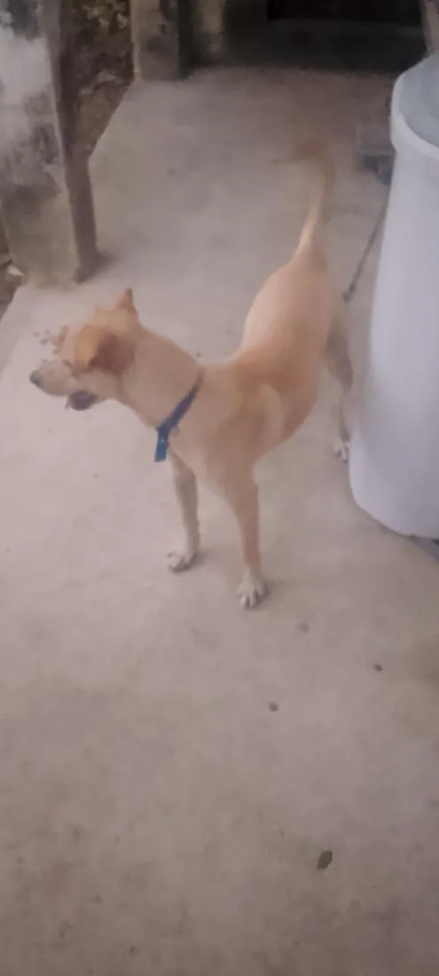 Cachorro raça SRD-ViraLata idade 7 a 11 meses nome Boby