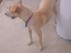 Cachorro raça SRD-ViraLata idade 7 a 11 meses nome Boby