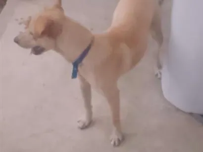 Cachorro raça SRD-ViraLata idade 7 a 11 meses nome Boby