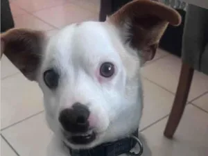 Cachorro raça SRD-ViraLata idade 6 ou mais anos nome Freddy
