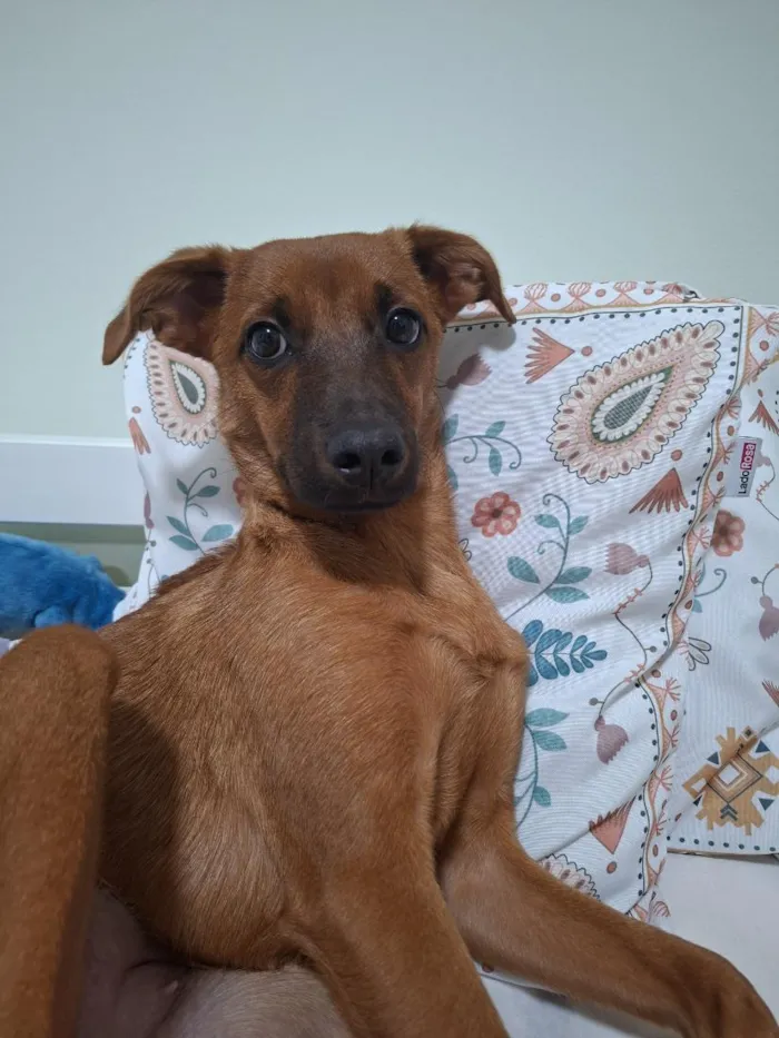 Cachorro raça SRD-ViraLata idade 7 a 11 meses nome Mila