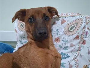 Cachorro raça SRD-ViraLata idade 7 a 11 meses nome Mila
