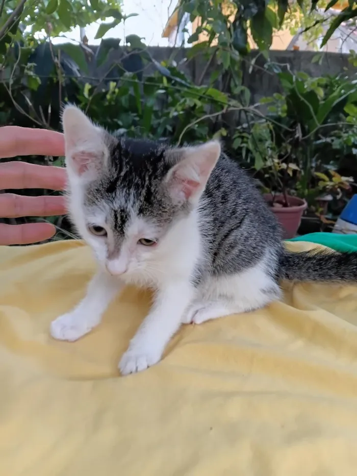 Gato raça SRD-ViraLata idade 2 a 6 meses nome Peteca