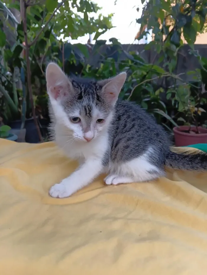 Gato raça SRD-ViraLata idade 2 a 6 meses nome Peteca
