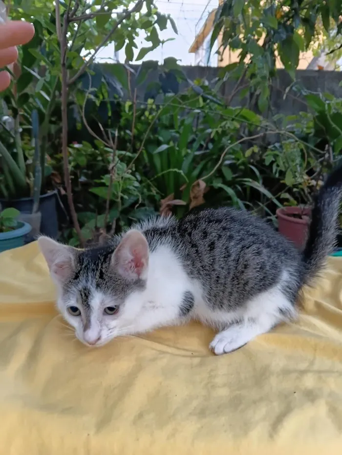 Gato raça SRD-ViraLata idade 2 a 6 meses nome Peteca