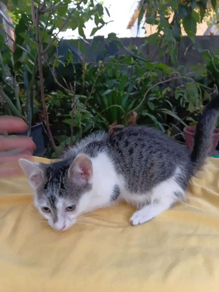 Gato raça SRD-ViraLata idade 2 a 6 meses nome Peteca