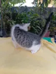 Peteca