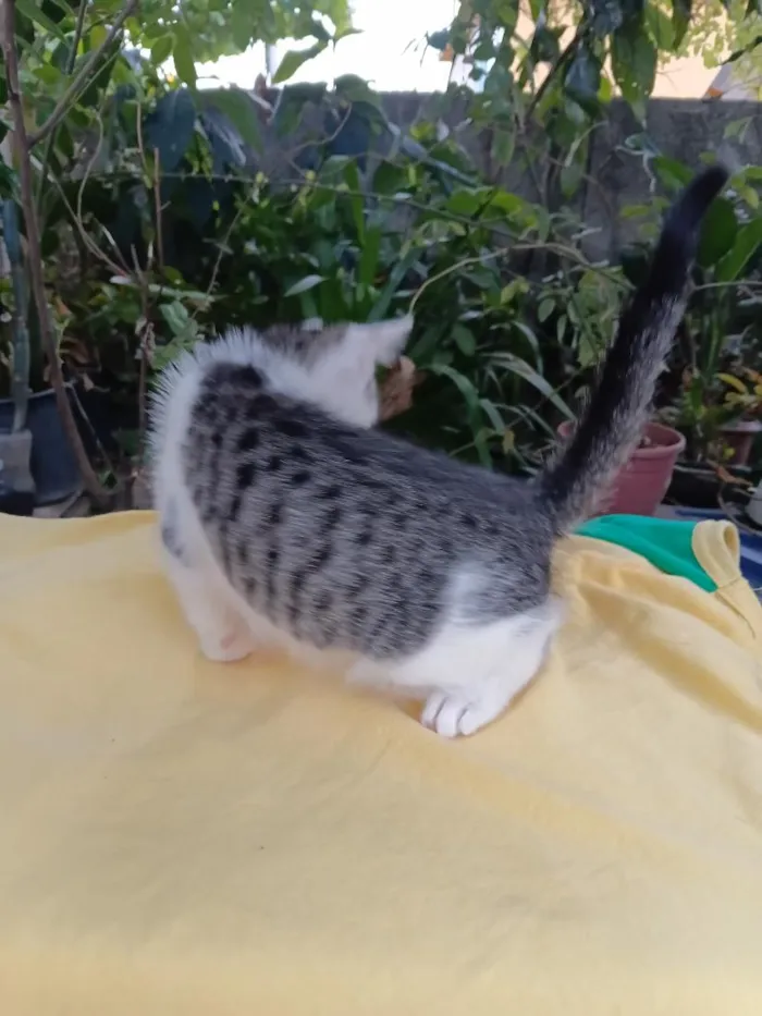 Gato raça SRD-ViraLata idade 2 a 6 meses nome Peteca