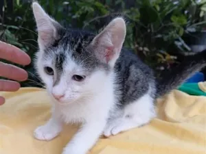 Gato raça SRD-ViraLata idade 2 a 6 meses nome Peteca