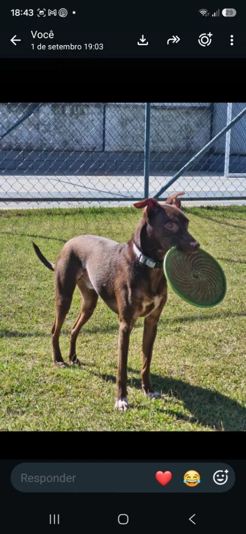 Cachorro raça SRD-ViraLata idade 6 ou mais anos nome DOUG
