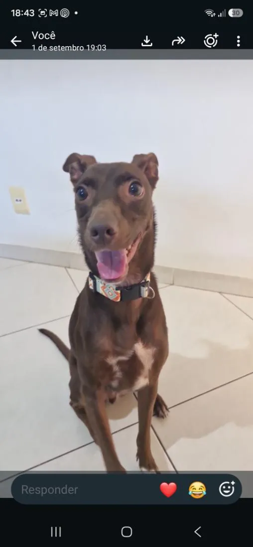 Cachorro raça SRD-ViraLata idade 6 ou mais anos nome DOUG