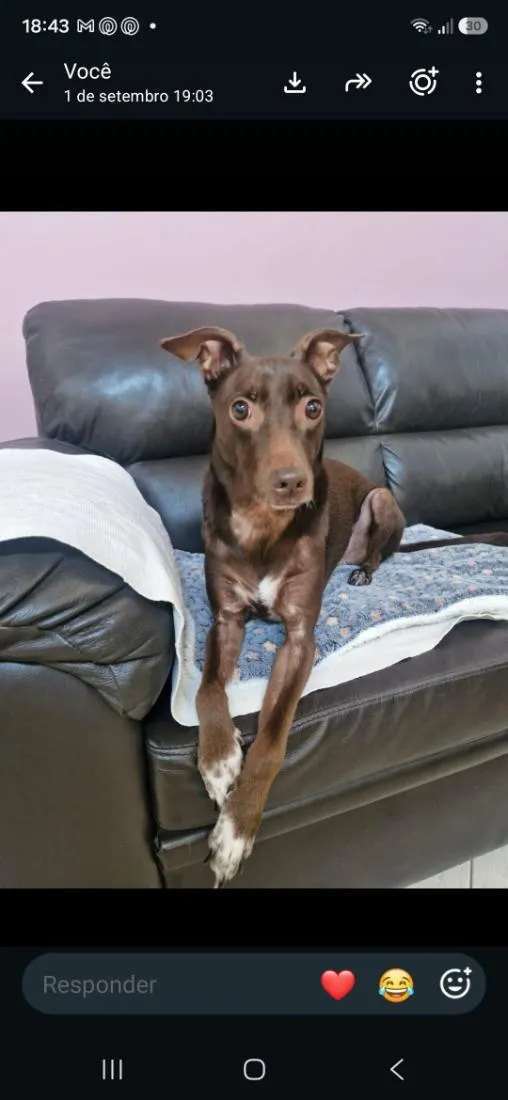 Cachorro raça SRD-ViraLata idade 6 ou mais anos nome DOUG