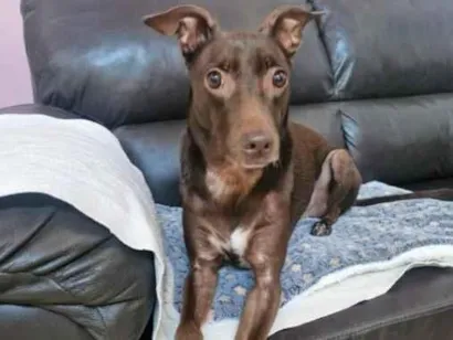 Cachorro raça SRD-ViraLata idade 6 ou mais anos nome DOUG