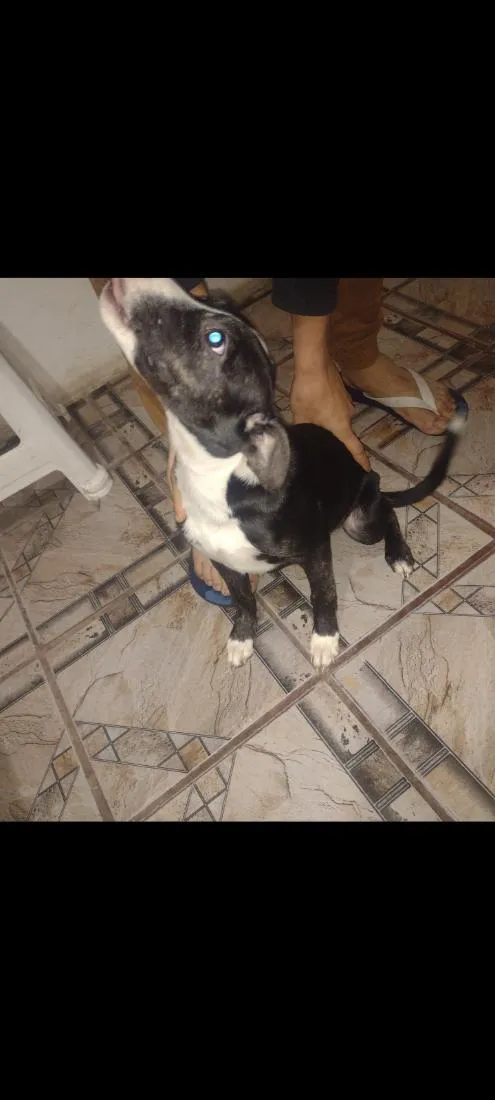 Cachorro raça SRD-ViraLata idade 2 a 6 meses nome Pandora e Banguela
