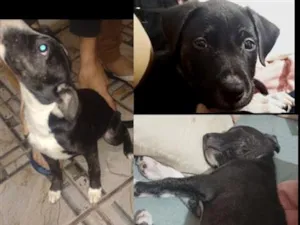 Cachorro raça SRD-ViraLata idade 2 a 6 meses nome Pandora e Banguela