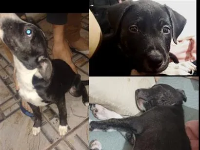 Cachorro raça SRD-ViraLata idade 2 a 6 meses nome Pandora e Banguela