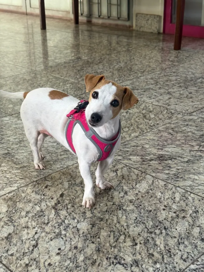 Cachorro raça SRD-ViraLata idade 6 ou mais anos nome Kalisse