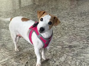 Cachorro raça SRD-ViraLata idade 6 ou mais anos nome Kalisse