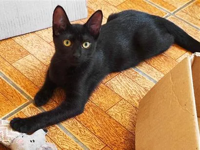 Gato raça SRD-ViraLata idade 2 a 6 meses nome Pantera