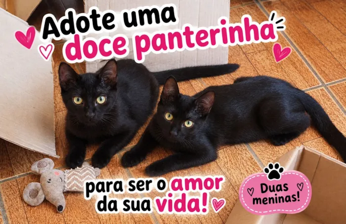 Gato raça SRD-ViraLata idade 2 a 6 meses nome Pantera