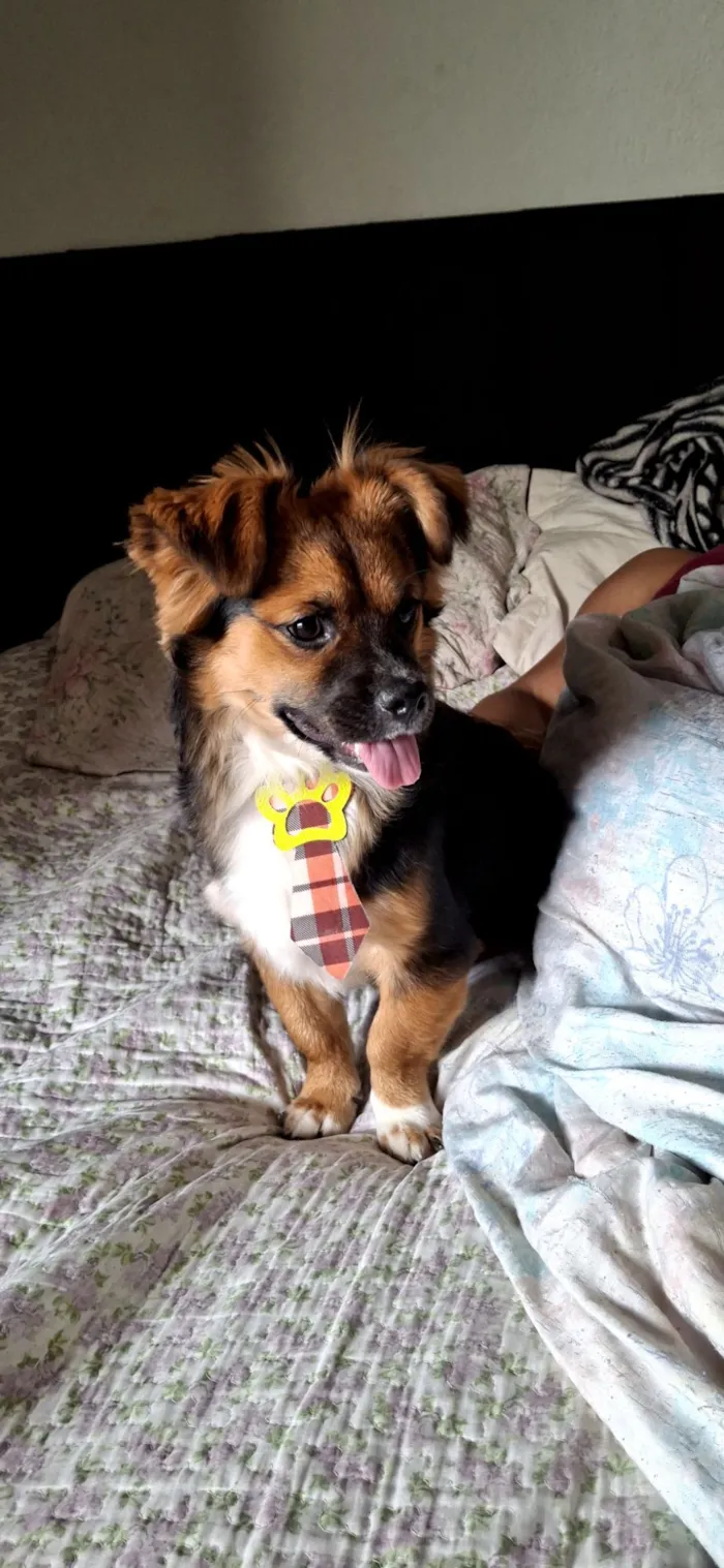 Cachorro raça SRD-ViraLata idade 1 ano nome Luke