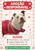 Suian
