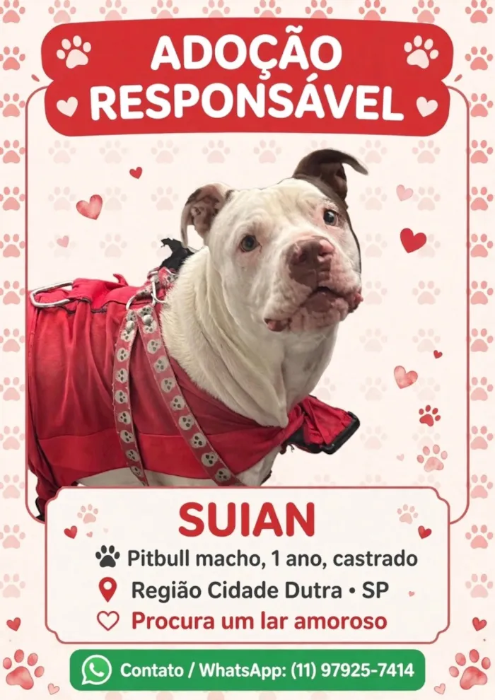 Cachorro raça Pit-Bull idade 1 ano nome Suian