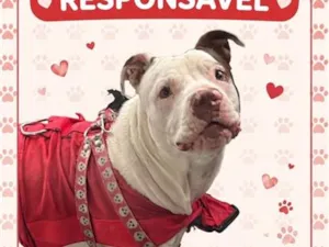 Cachorro raça Pit-Bull idade 1 ano nome Suian