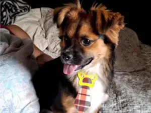 Cachorro raça SRD-ViraLata idade 1 ano nome Luke