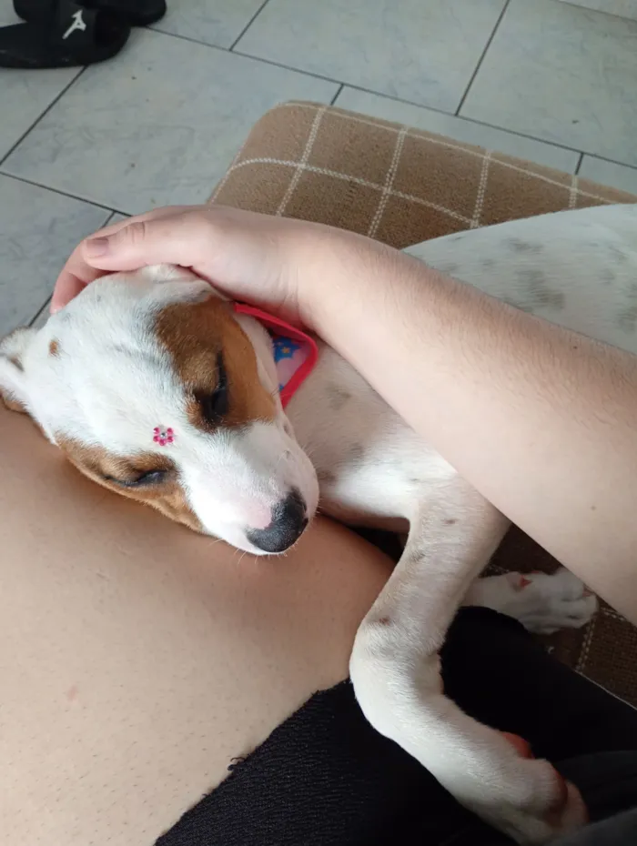 Cachorro raça SRD-ViraLata idade 2 a 6 meses nome Coraline
