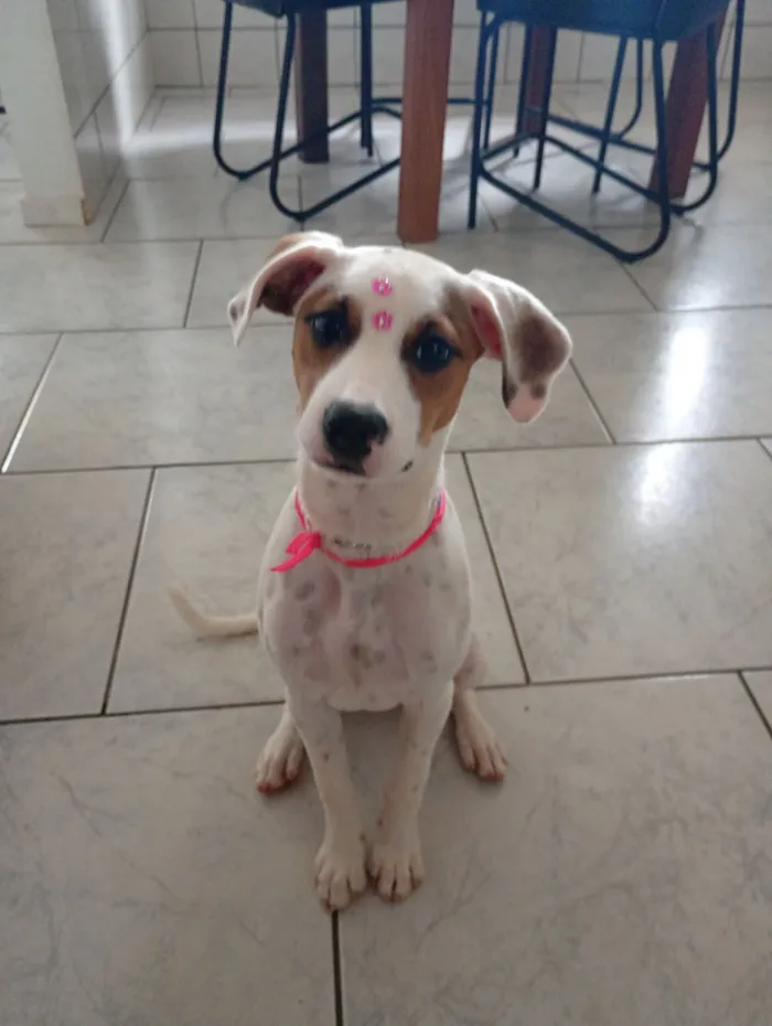 Cachorro raça SRD-ViraLata idade 2 a 6 meses nome Coraline