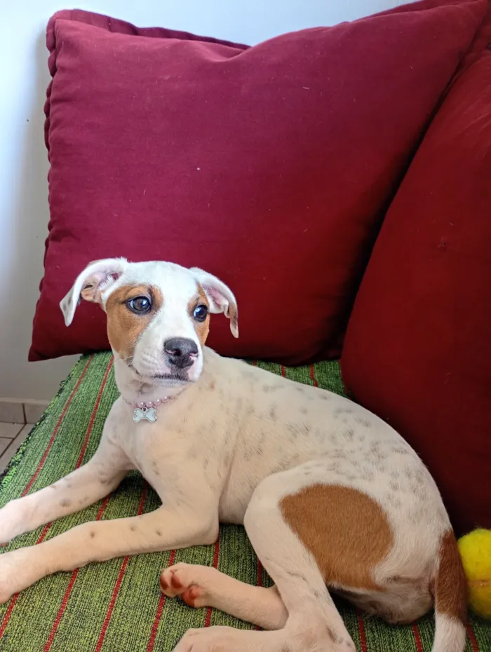 Cachorro raça SRD-ViraLata idade 2 a 6 meses nome Coraline