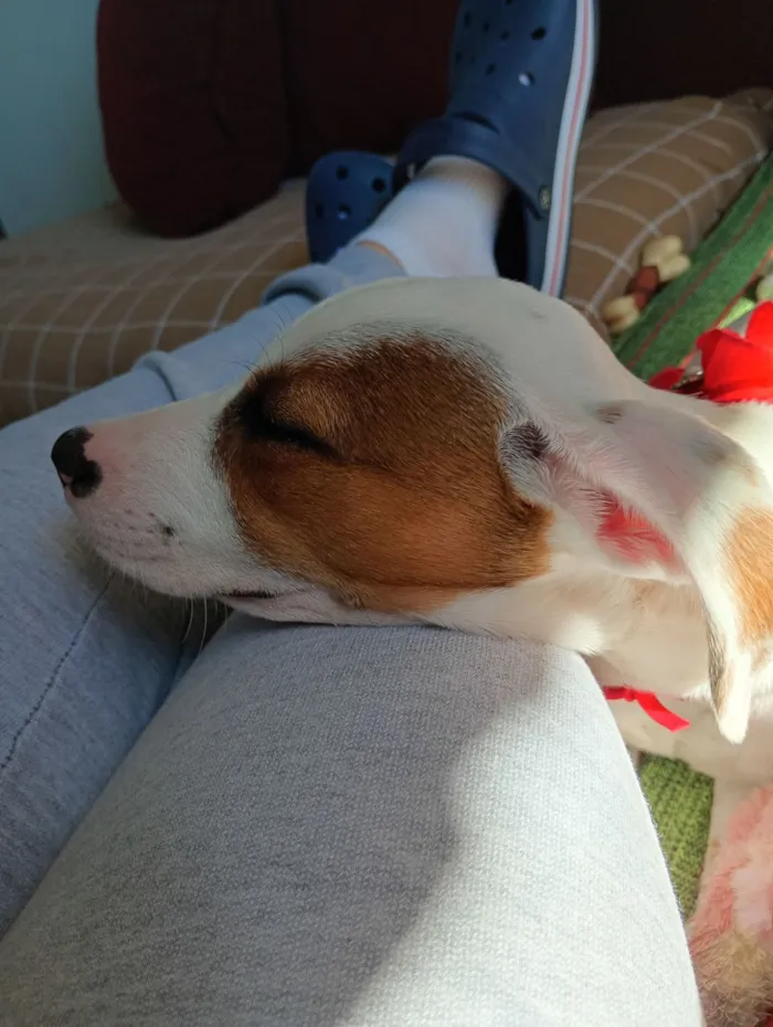 Cachorro raça SRD-ViraLata idade 2 a 6 meses nome Coraline