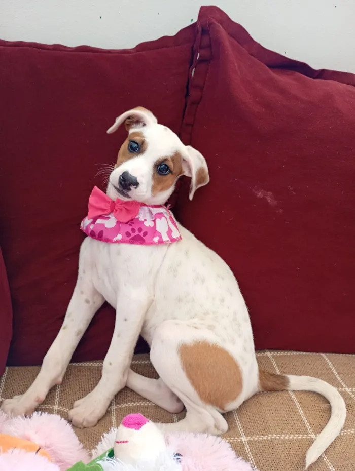 Cachorro raça SRD-ViraLata idade 2 a 6 meses nome Coraline