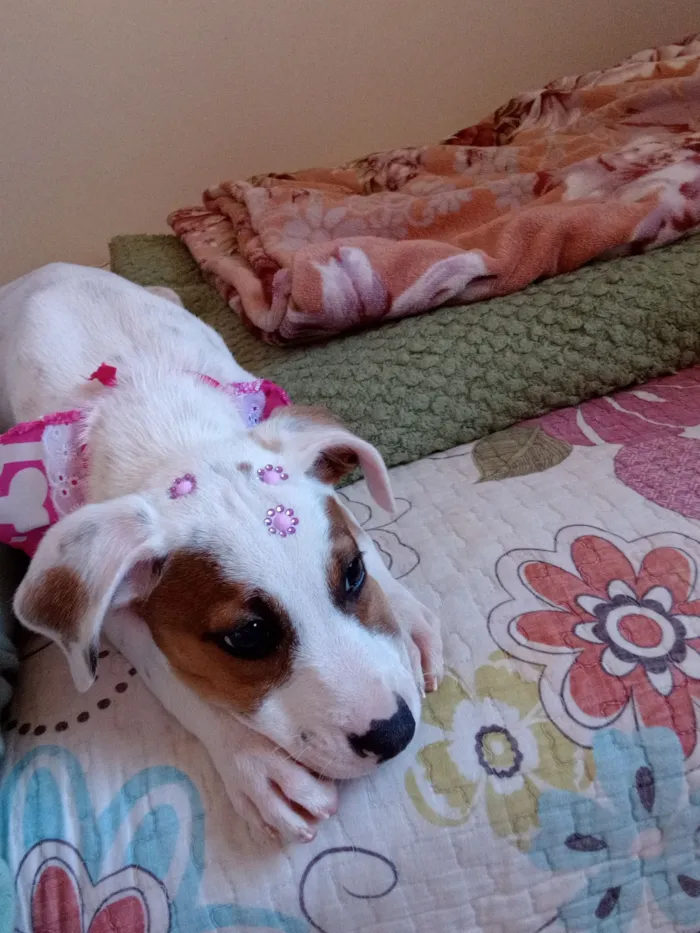 Cachorro raça SRD-ViraLata idade 2 a 6 meses nome Coraline